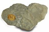 Orange Trinucleid Trilobite (Declivolithus) - Mecissi, Morocco #372454-1